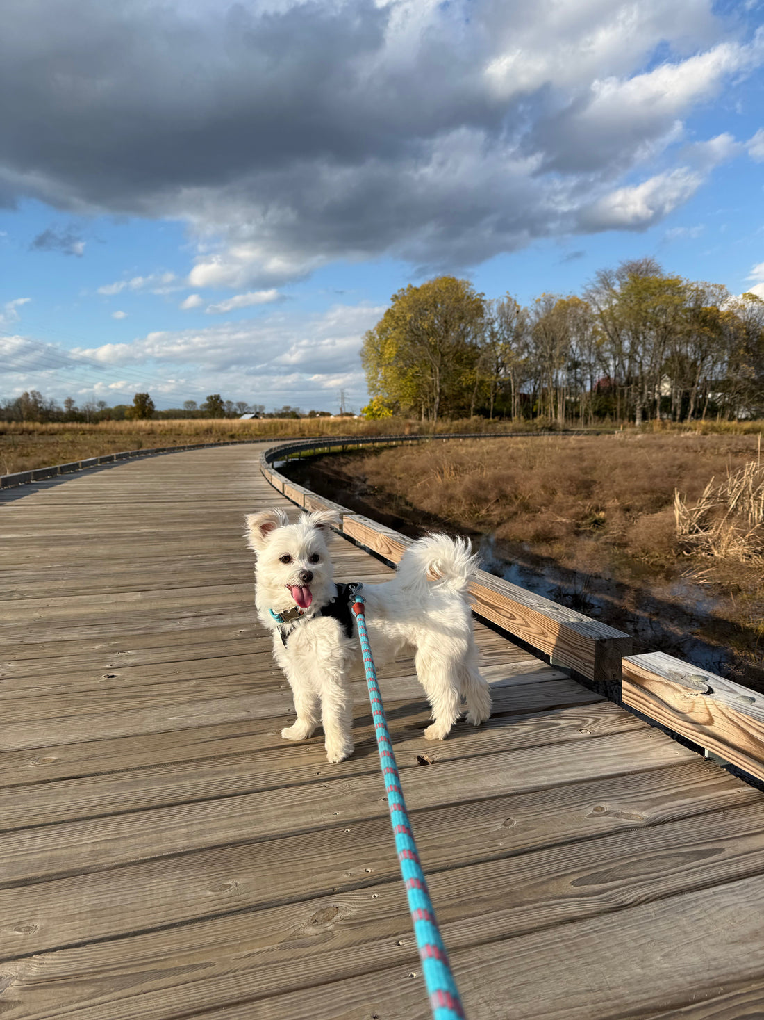 Choosing intention over impulse so your voice creates outcomes, not arguments.